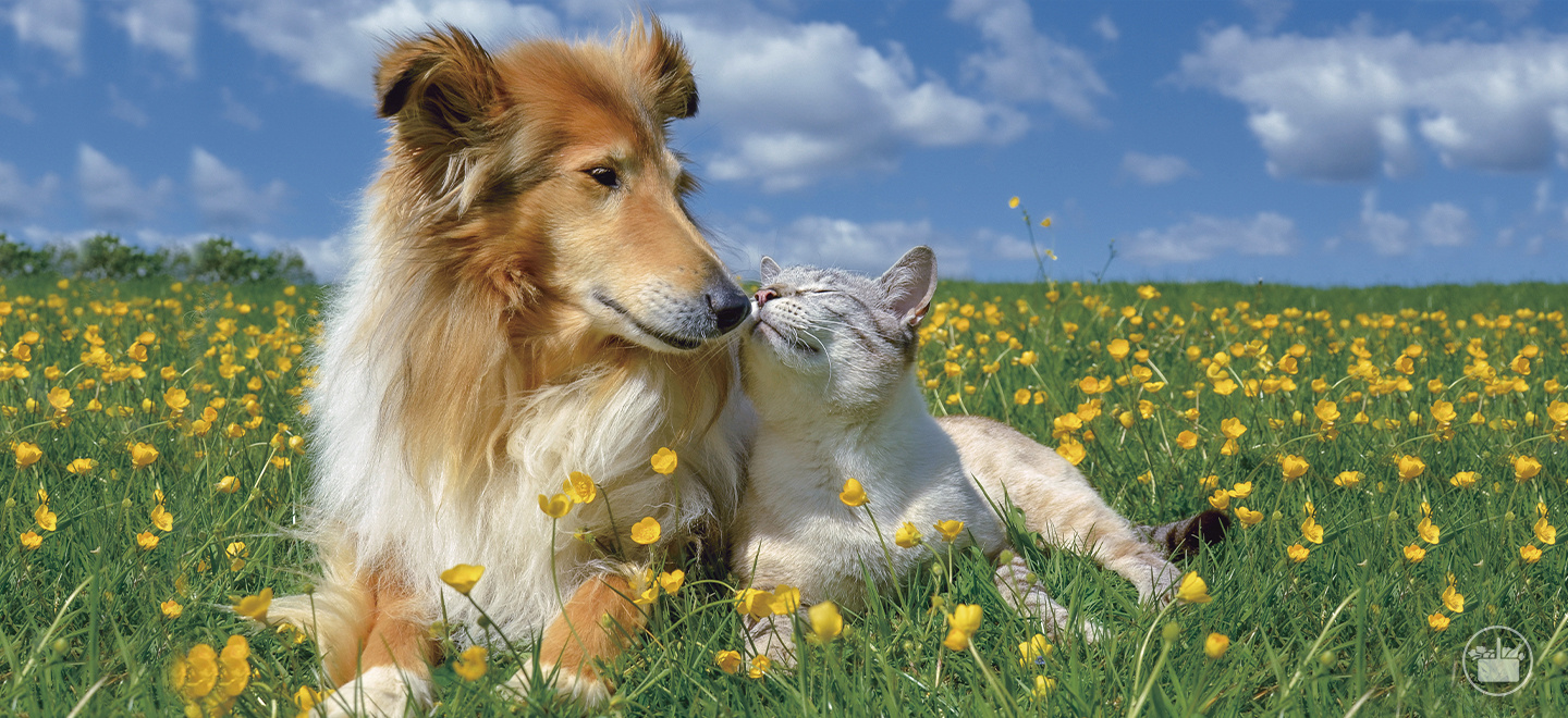 Pasamos revista a las alergias más habituales que afectan a perros y gatos.