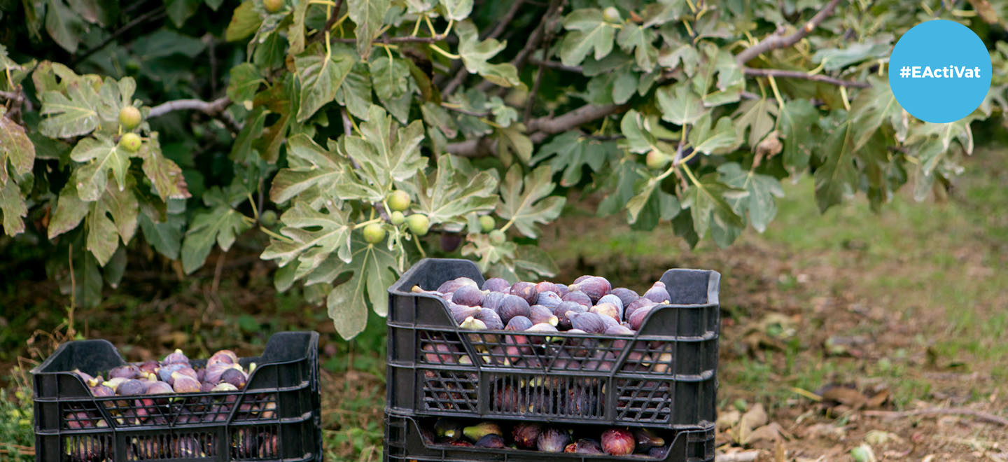 Figues fresques disponibles a la secció Fruita i Verdura de Mercadona