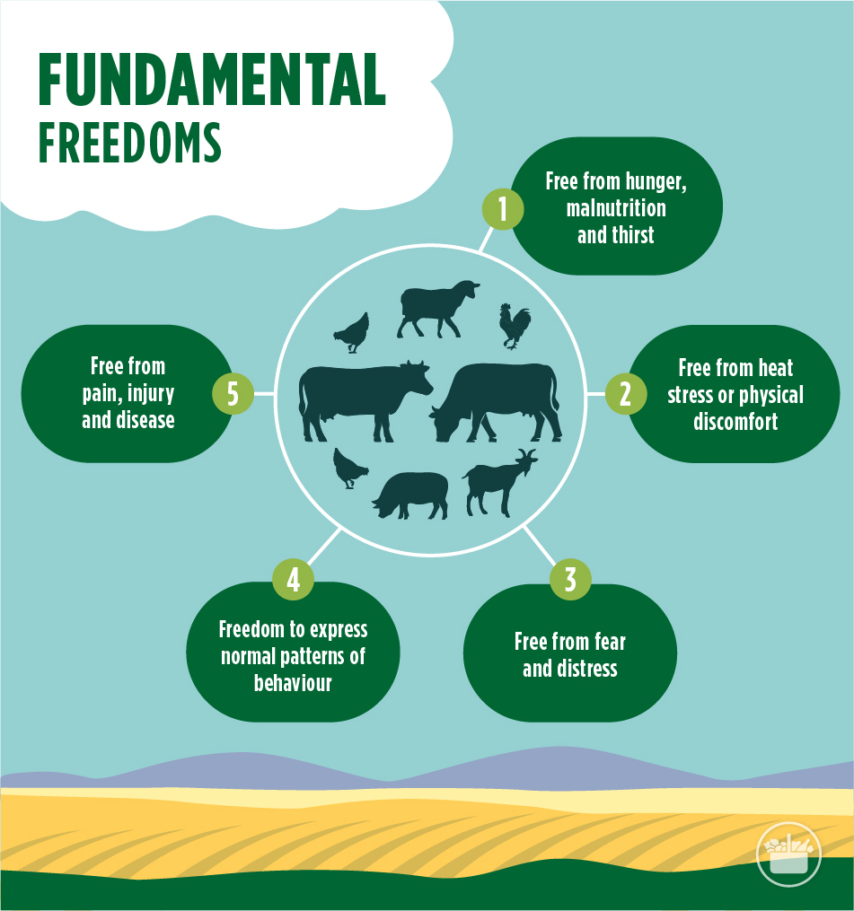 Fundamental freedoms of animal rights