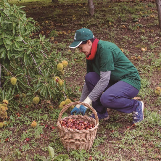 A farmer picking fruit in the countryside