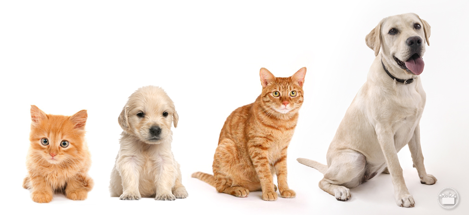 Es fundamental alimentar a tu perro o gato según su etapa vital. Te explicamos cómo. 