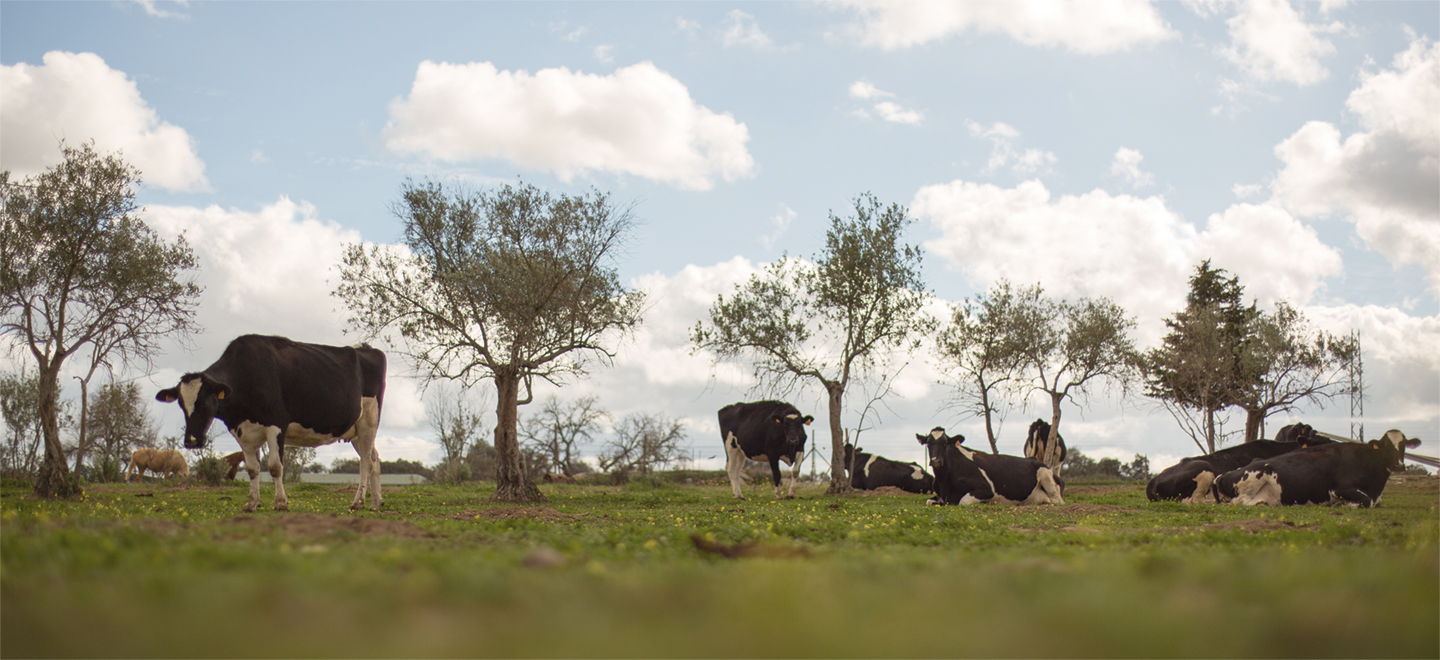 Explotación ganadera para la producción de leche en Dos Torres, Córdoba.