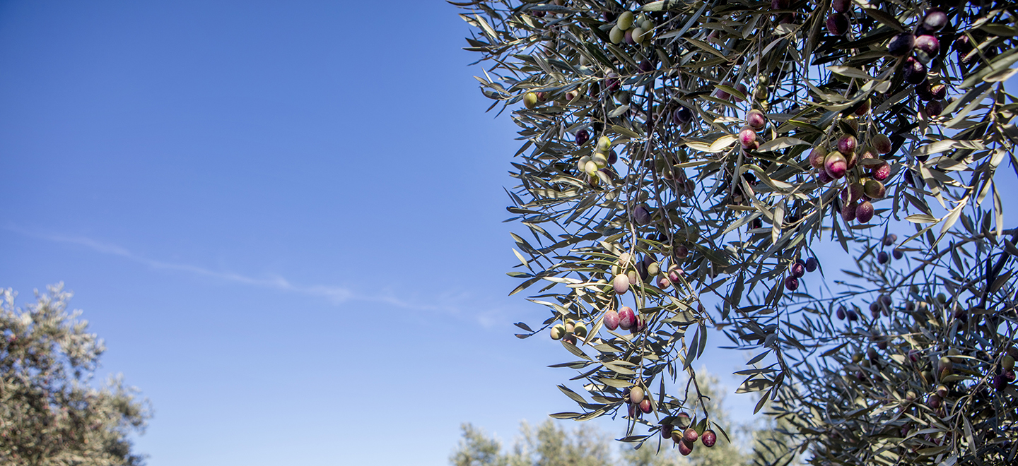 Imagen de la rama de un olivo lleno de fruto.