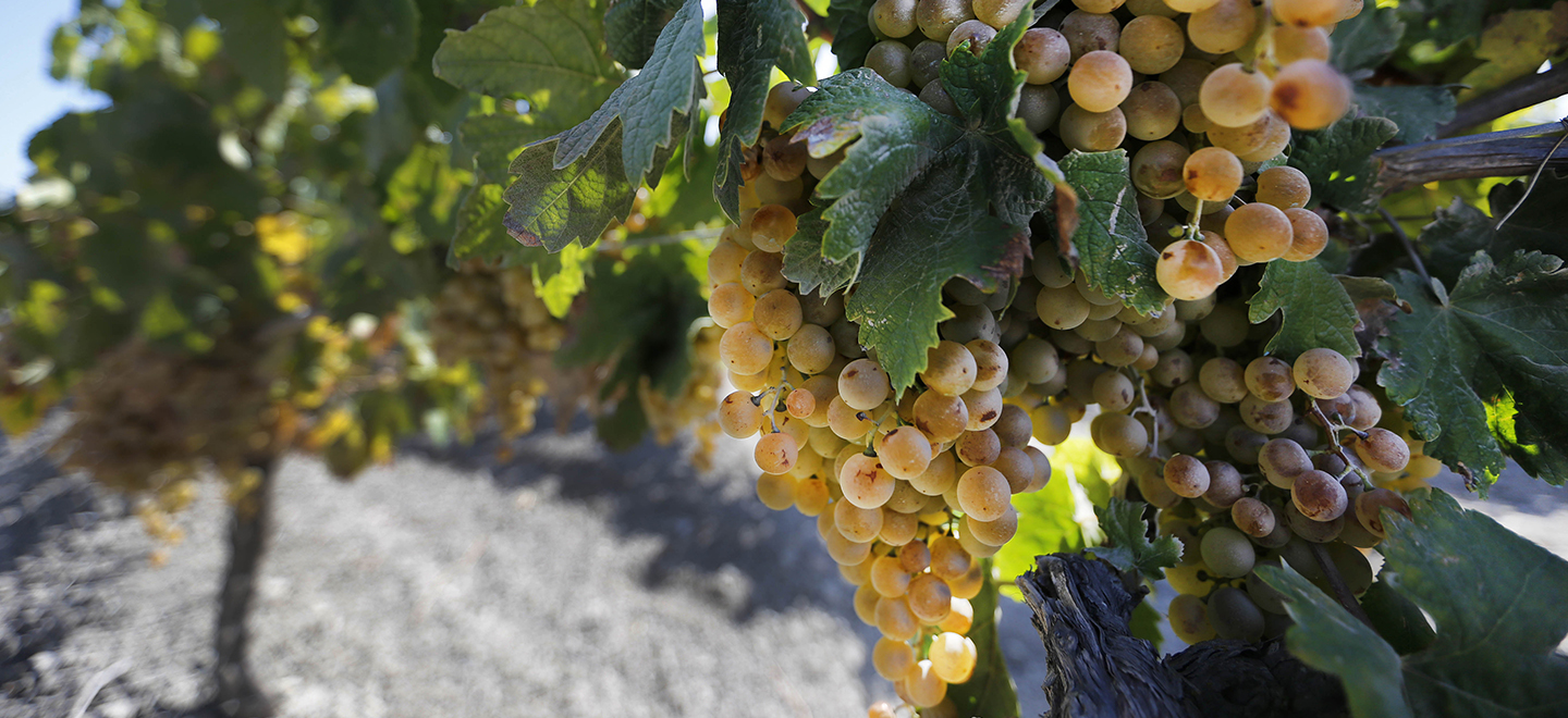 Imagen detalle de varios racimos de uvas en una parra.