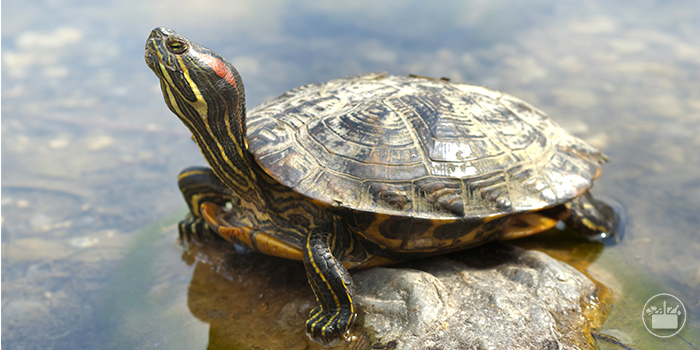Los mejores cuidados para tu tortuga acuática.