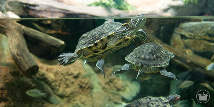 Los mejores cuidados para tu tortuga acuática.
