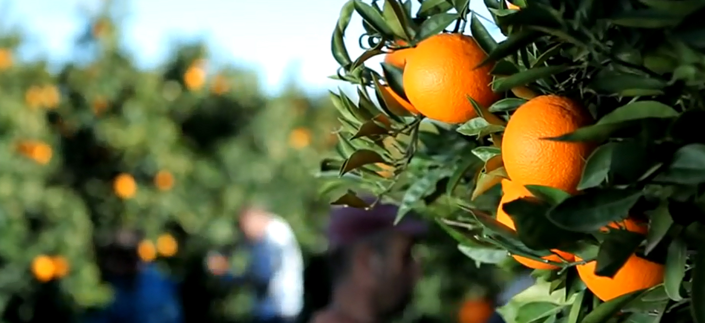 Imagen que muestra en detalle varias naranjas en el árbol.