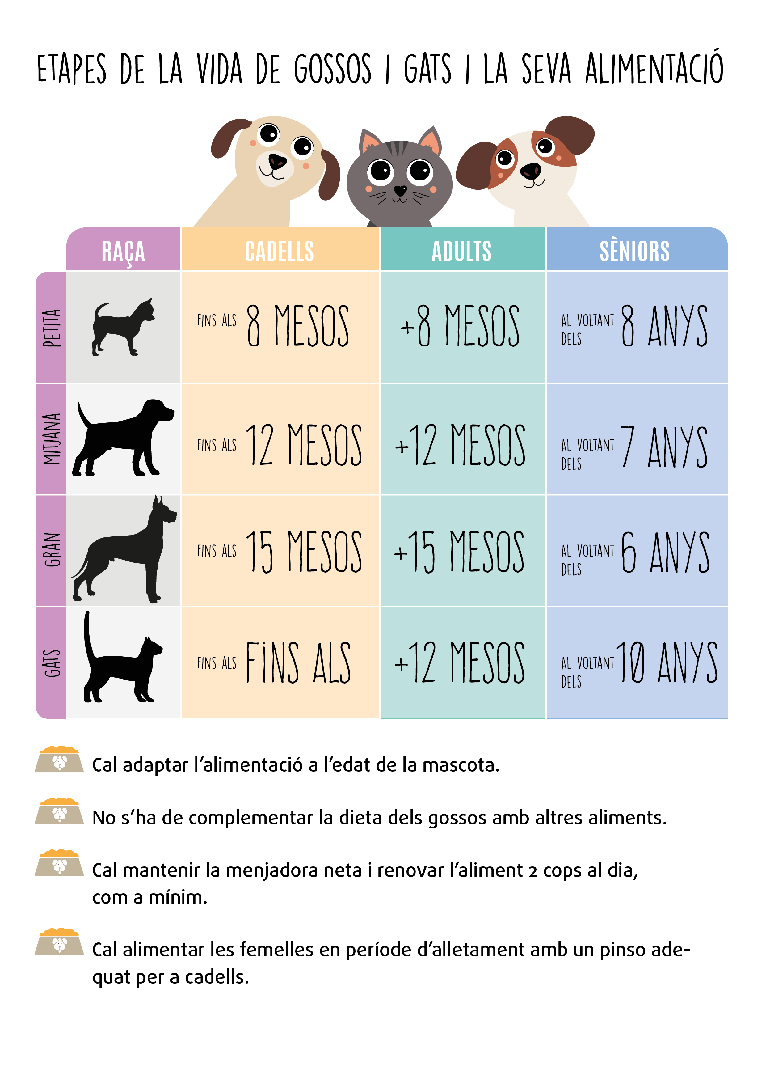 Infografía Etapas de la vida perros gatos catalán