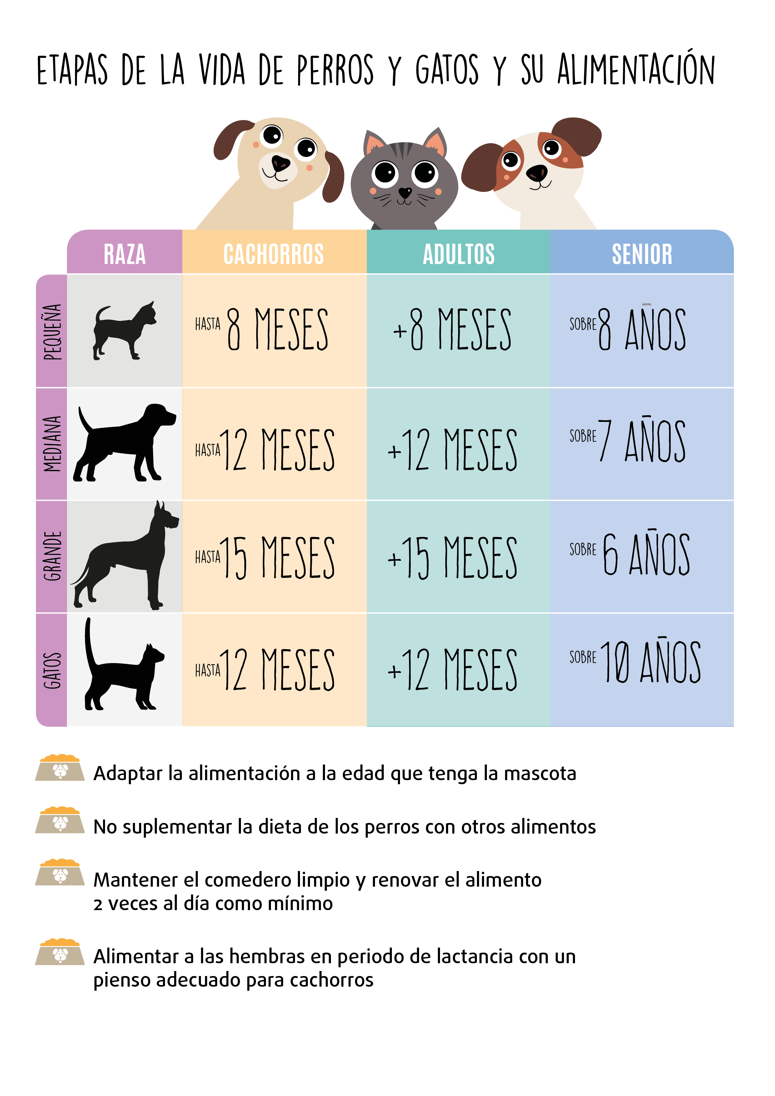 Infografía Etapas de la vida  perros gatos castellano