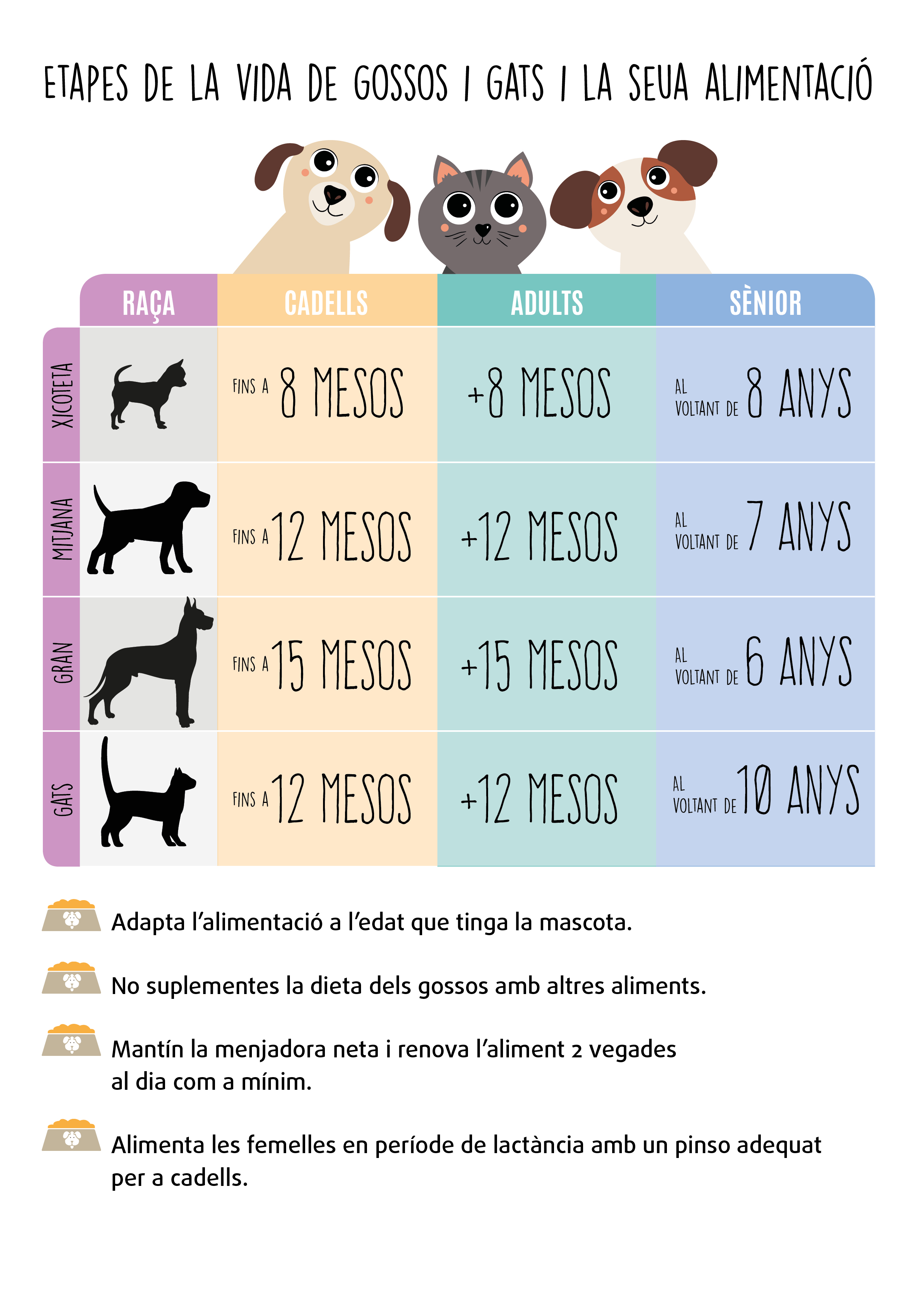 Infografía Etapas perros gatos valenciano