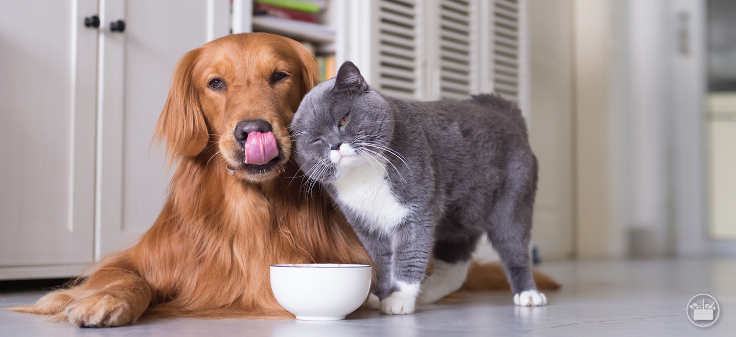 La necesidad de una dieta especial en la alimentación diaria de perros y gatos esterilizados.