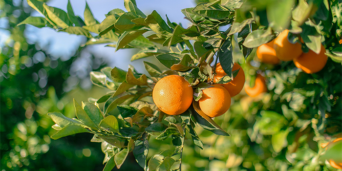 Naranjas de origen nacional en Mercadona