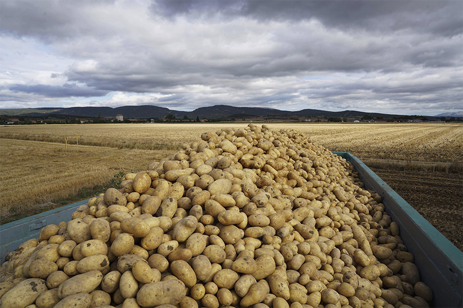 Patatas de Mercadona en campo
