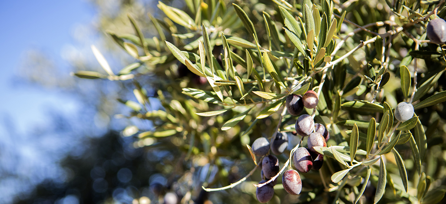 Primer plano de una rama de un olivo llena de aceitunas.