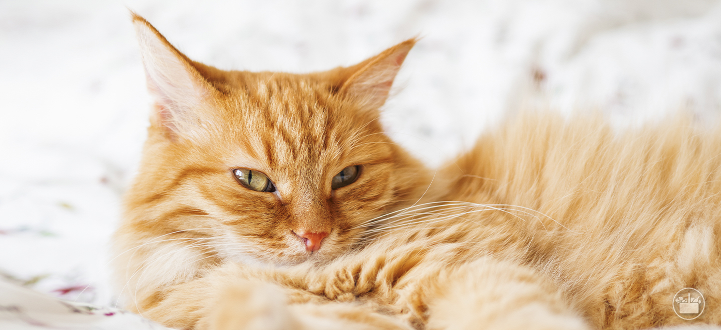 ¿Sabes cuáles son las patologías más frecuentes que afectan a los gatos?