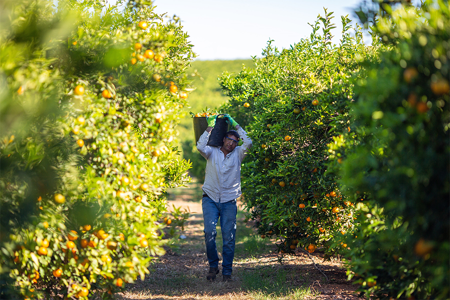 Trabajador de Frutinter en el campo durante la recogida de cítricos nacionales en campo