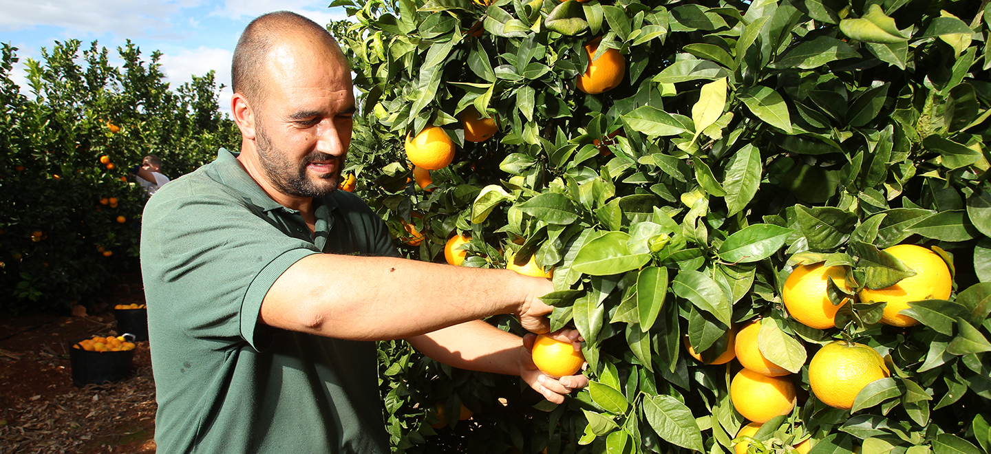 Un agricultor recoge naranjas de un árbol.