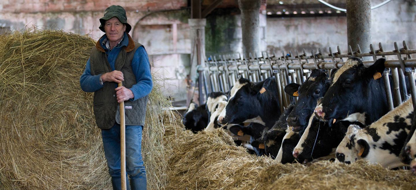 Un ganadero posa en su granja de vacas, mientras los animales comen paja.