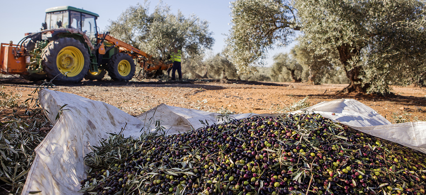 Un saco de olivas abierto reposa en el suelo de un campo de olivos. Al fondo un tractor recoge el fruto del árbol.