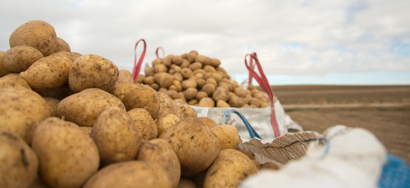 Varias bolsas de patas en un campo de patatas.
