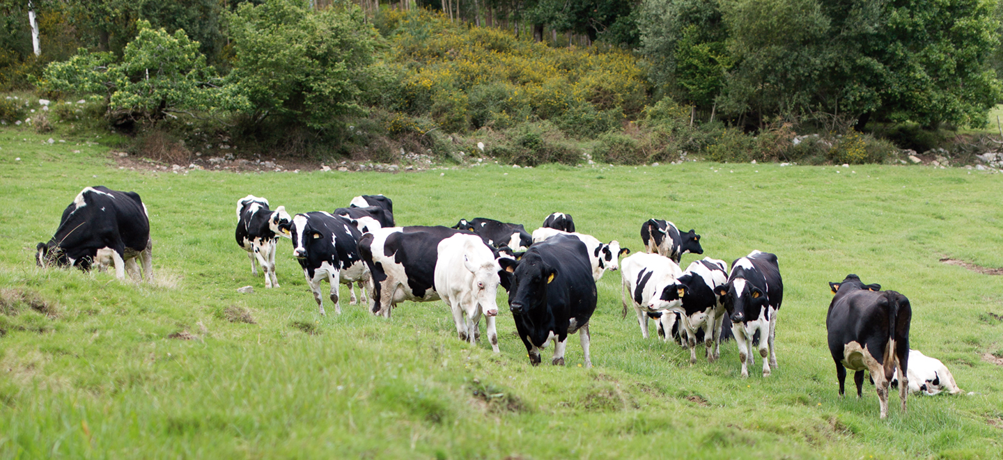 Varias vacas pastan en los campos de Posada de Llanes, Asturias.
