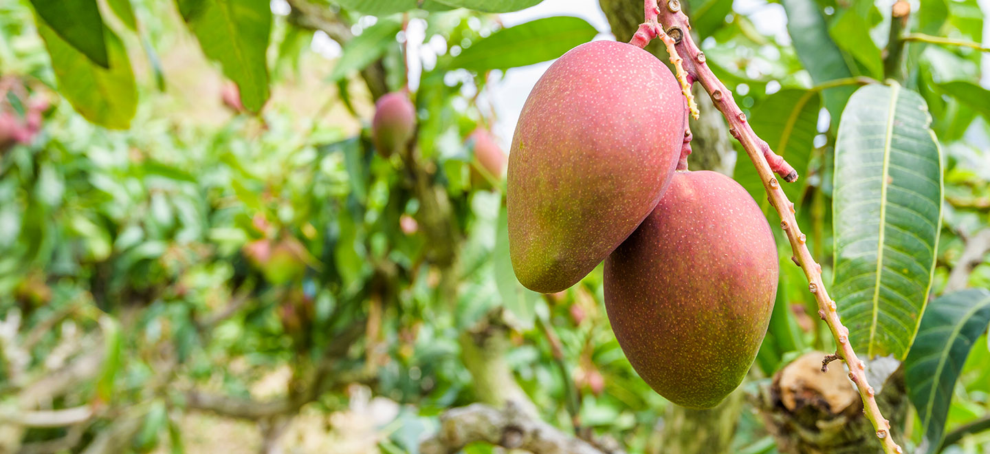 Malagako hornitzaileek landatutako mangoa