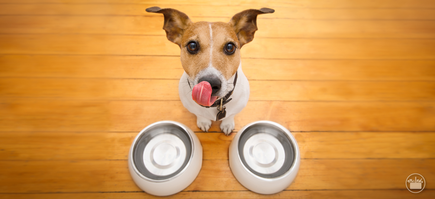 Aprende como podes realizar un cambio de alimentación para a túa mascota. Indicacións para cans e gatos.